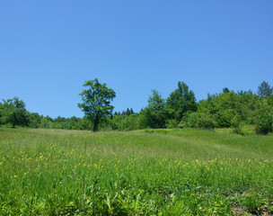 Skyline-big meadow with trees.