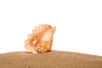 Sea shell on sand