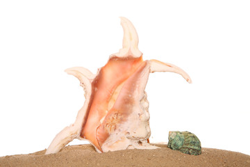 Two sea shells on sand