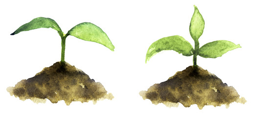 watercolor sketch: sprout on a white background