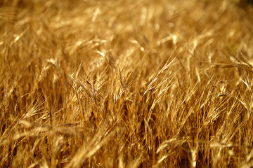 Beautiful autumn yellow grass swaying at sunset