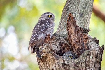 Little Owls in a hollow tree