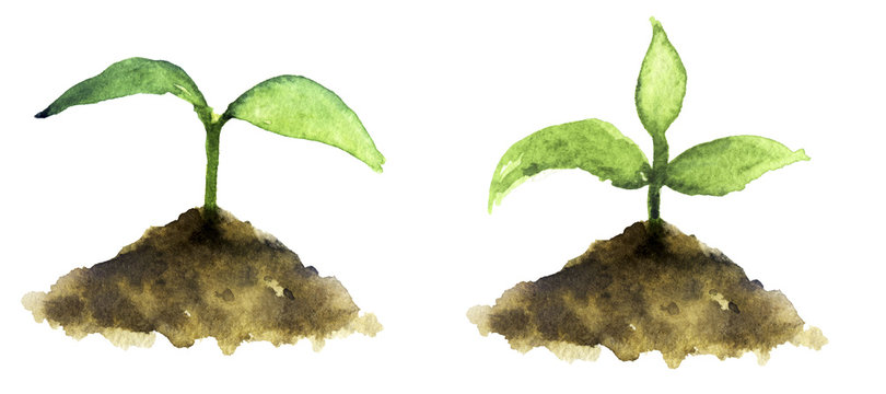 Watercolor Sketch: Sprout On A White Background