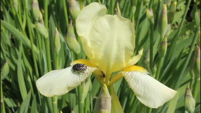 Irises – beautiful ornamental flowers.
Irises have different colors and are used in landscape design.

