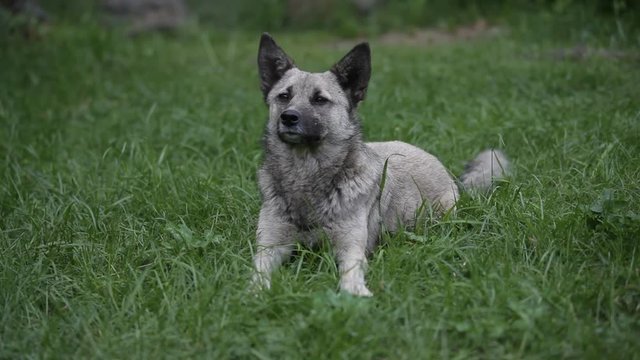 portrait of gray dog outdoor