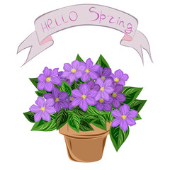 Clematis in a pot, hello spring