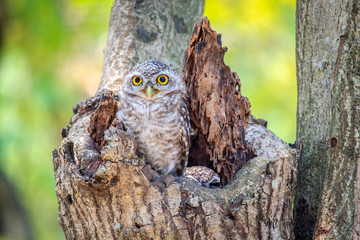 Little Owls in a hollow tree