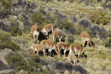 Group of vicuna (Vicugna vicugna) on the altiplano in Lauca National Park, northern Chile.