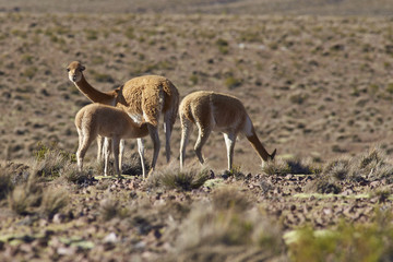 Female vicuna (Vicugna vicugna) suckling its offspring on the altiplano in Lauca National Park, northern Chile.