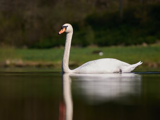 Swan on a lake