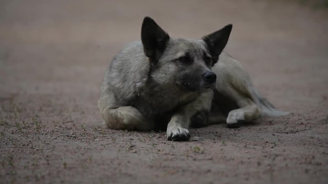 Portrait of a watchful dog lying on the ground and wags its tail