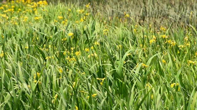 sarı zambak &ccedil;i&ccedil;ekleri
