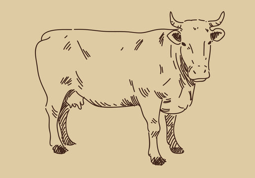 hand draw cow, vector