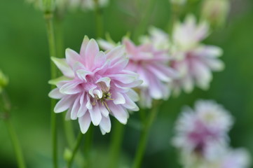 Obraz premium ancolie