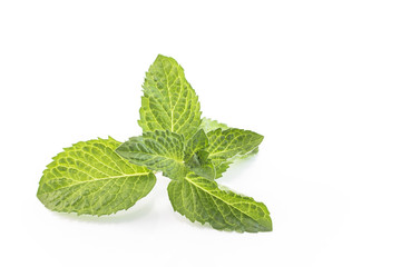 Fresh Mint Isolated on White