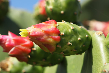 cactus
