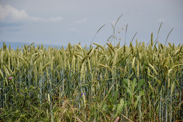 Green wheat (Triticum) field on blue sky in summer. Close up of unripe wheat ears. Slovakia
