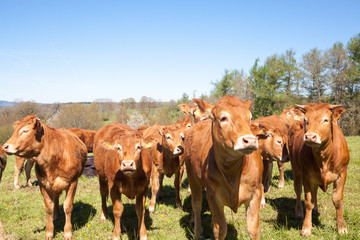 Curieux troupeau de jeunes bovins bruns du Limousin dans un pâturage au sommet d& 39 une colline au début du printemps avec des génisses, des bouvillons et des vaches