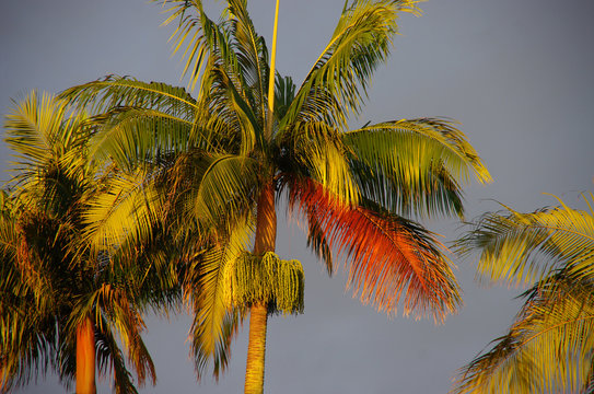 La R&eacute;union - Les trois palmiers rouges
