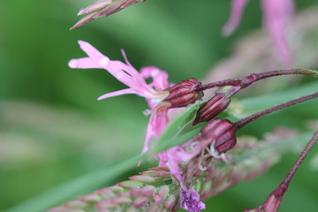Red wildflowers in the mountains. Macro