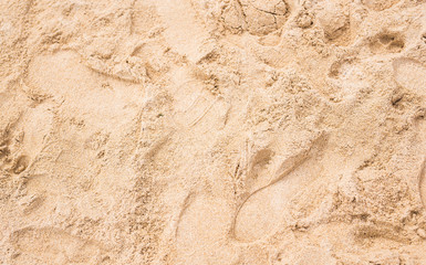 tracks on a sand
