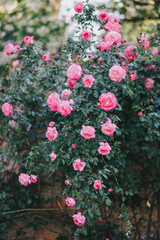 Beautiful wild roses in a sunny garden. Romantic mood