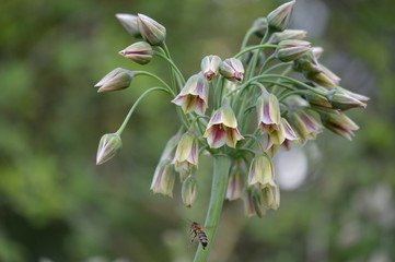 allium siculum
