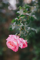 Beautiful wild roses in a sunny garden. Romantic mood