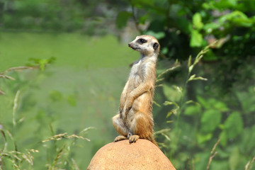Meerkat.