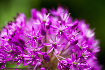 Fototapeta premium Blooming ornamental onion (Allium)
