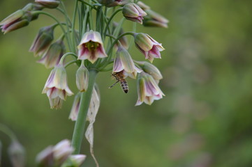 allium siculum