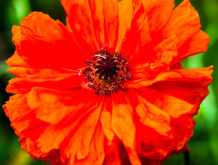 Closeup of the blooming red poppy flower
