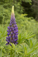 Blue Lupine with Green Foliage Background