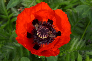 Красный мак