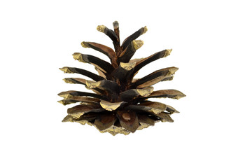 One big fir-cone isolated on white background