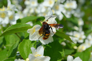 Жасмин и пчела
