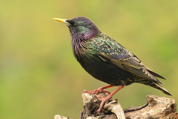 Vögel 13