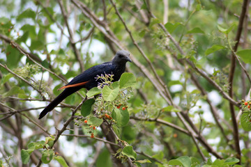 Rotschwingenstar