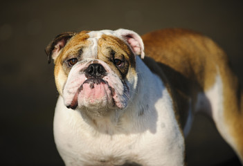Fototapeta premium Portrait of English Bulldog against dark sand