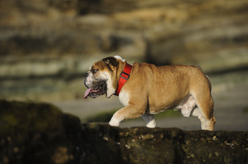 English Bulldog running along the rocks at the beach