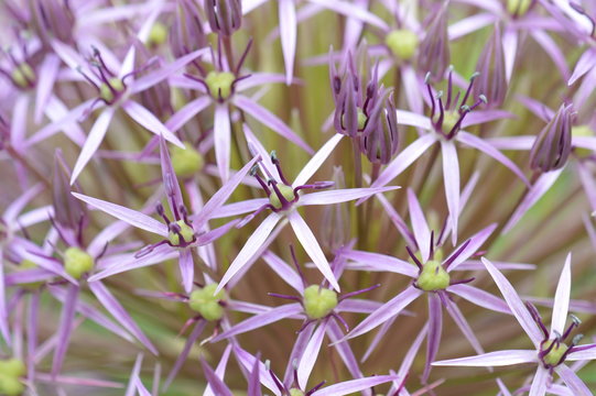 allium christophili