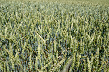 Green wheat (Triticum) field on blue sky in summer. Close up of unripe wheat ears. Slovakia