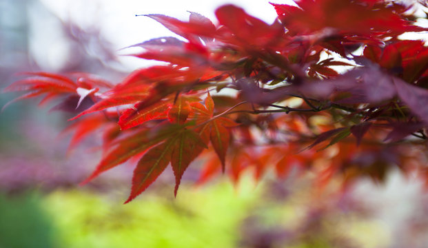 Pink leaves of the Japanese maple (Acer palmatum)