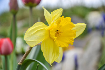 Fototapeta premium Beautiful yellow daffodil in garden in springtime