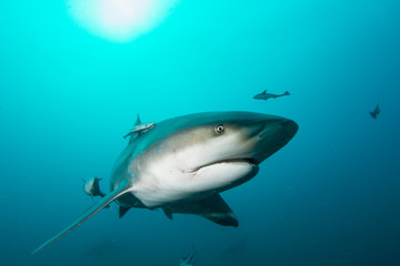 Fototapeta premium Giant bull shark / Zambezi Shark swimming in deep blue water