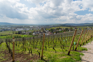 Fototapeta na wymiar German Winery with city view in Wiesbaden, Hesse, in the Rheingau wine-growing region of Germany.