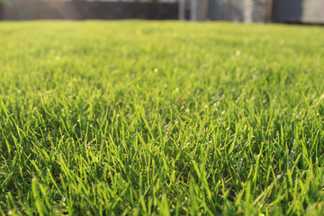 fresh green grass lawn in sunlight, landscaping in the garden, beauty of summer season