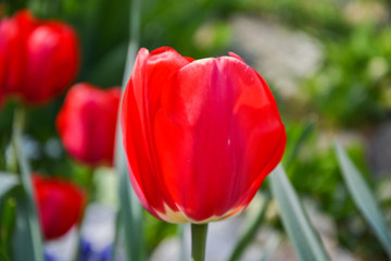 Beautiful flowering red tulips in the garden in springtime