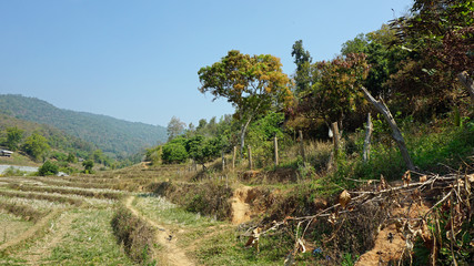 Fototapeta na wymiar green landscape in thailand