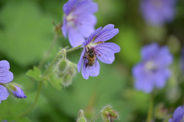 g&eacute;ranium des bois